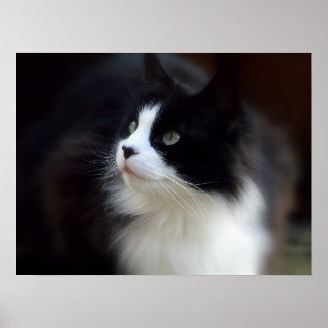 Miss Fluffy Poster (Framsidan)