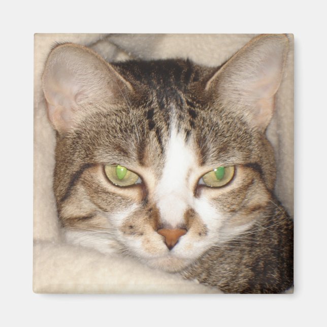 Miss Kattunge.2010 Magnet (Framsidan)