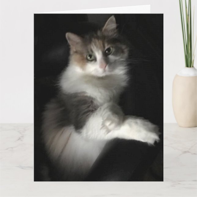 miss kattunge kort (Framsida)