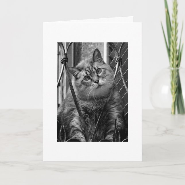 Miss Kort (Framsida)