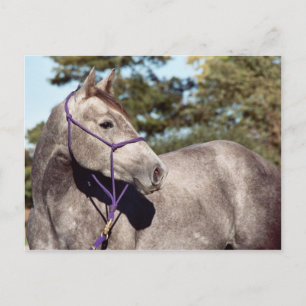 Miss Peppy Shu Postcard Vykort