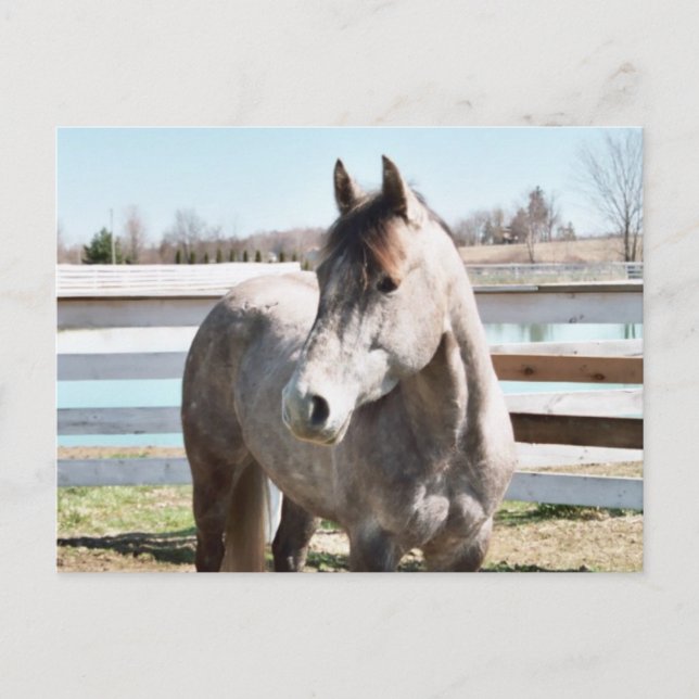 Miss Peppy Shu Vykort (Framsida)