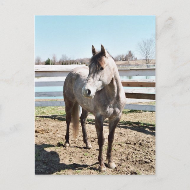 Miss Peppy Shu Vykort (Framsida)