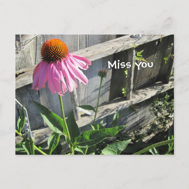 Miss rosa Daisy Vykort (Framsida)