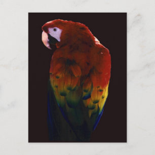 Miss Scarlett Vykort