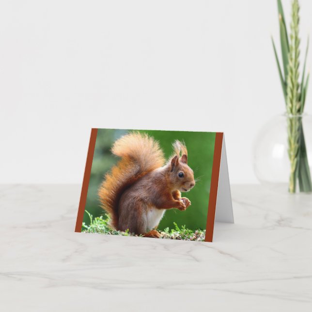 Miss som Nöt! Kort (Framsida)