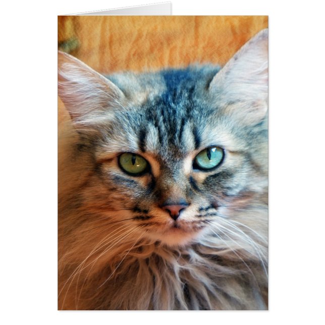 Miss Tootles Hälsningskort (Framsidan)