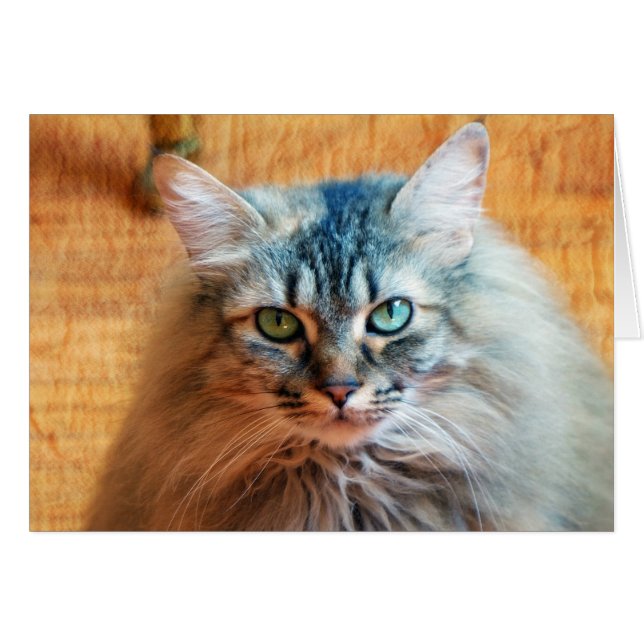 Miss Tootles Hälsningskort (Framsidan Horizontal)