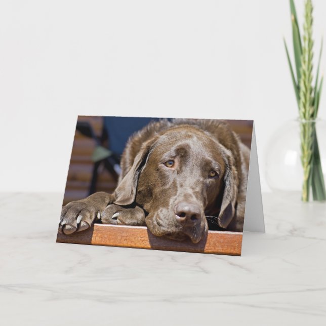 Miss You Chocolate Labrador Retriever Photo Kort (Framsida)