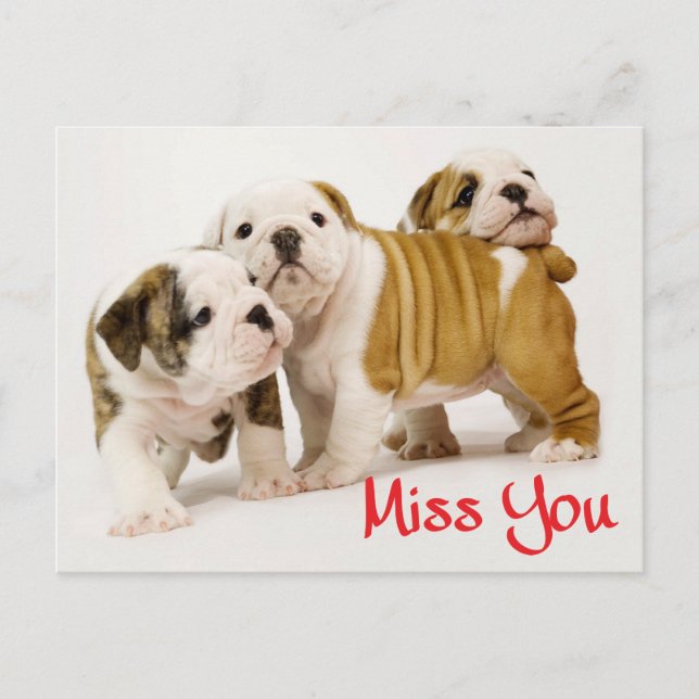 Miss You English Bulldog Puppy Hund Postcard Vykort (Framsida)