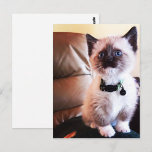 Miss You Fuzzy Adsible Siamese Kattunge Photo Vykort