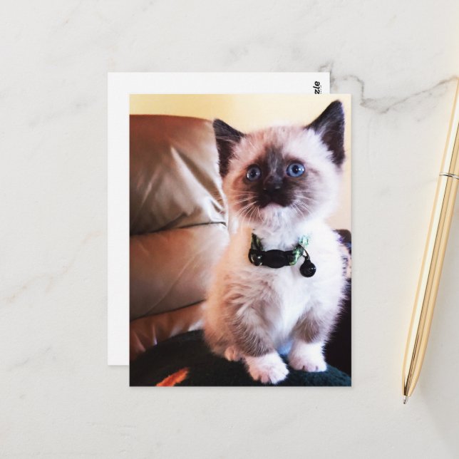 Miss You Fuzzy Adsible Siamese Kattunge Photo Vykort (Fram/Back In Situ)