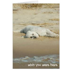 Miss You-goldendoodle på stranden Hälsningskort