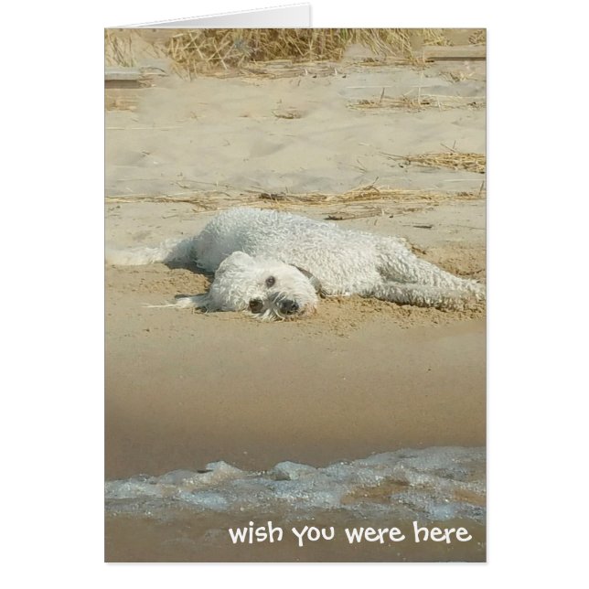 Miss You-goldendoodle på stranden Hälsningskort (Framsidan)