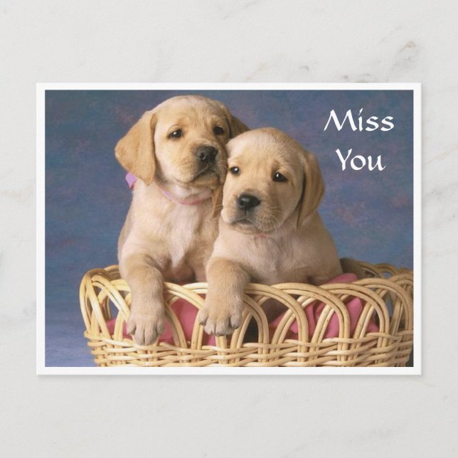 Miss You Labrador Retriever Puppy-vykort Vykort (Framsida)