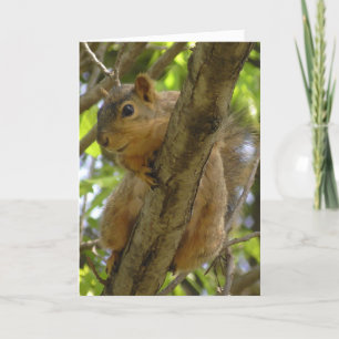 Miss You, Låt oss ut snart, ekorre Kort