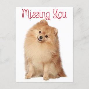 Miss You Pomeranian Puppy Hund Hälsning vykort