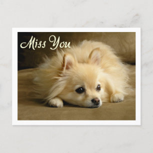 Miss You Pomeranian Puppy Hund Hälsning vykort