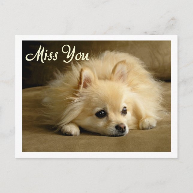 Miss You Pomeranian Puppy Hund Hälsning vykort (Framsida)