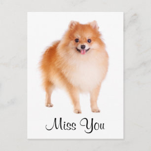 Miss You Pomeranian Puppy Hund Hälsning vykort