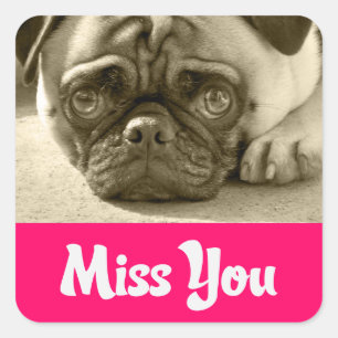 Miss You Pug Puppy Hund Hälsning Stickers Fyrkantigt Klistermärke