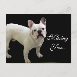 MIssing You White Fransk Bulldog vycard Vykort