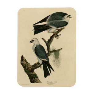 Mississippi Kite från Audubon's Birds of America Magnet