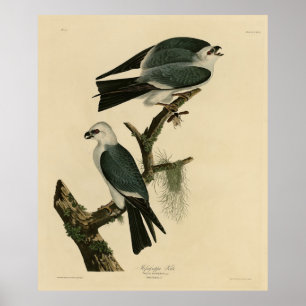 Mississippi Kite från Audubon's Birds of America Poster
