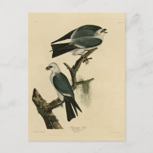 Mississippi Kite från Audubon's Birds of America Vykort