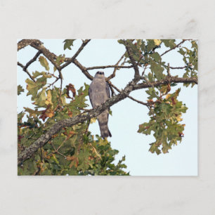Mississippi Kite och Oak Träd Vykort