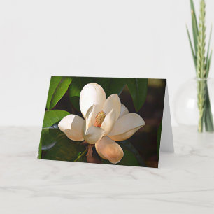 Mississippi Magnolia Kort