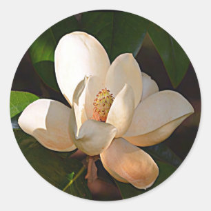 Mississippi Magnolia Runt Klistermärke