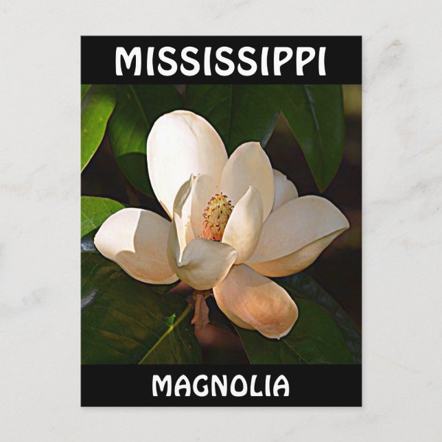 Mississippi Magnolia Vykort (Framsida)