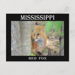 Mississippi Red Fox Vykort