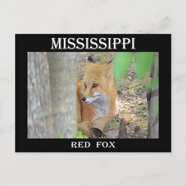 Mississippi Red Fox Vykort (Framsida)