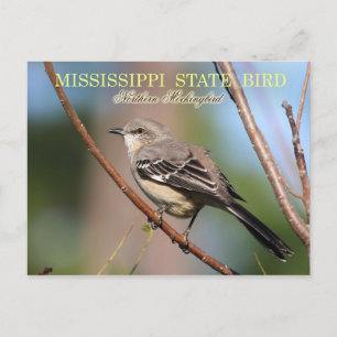 Mississippi State Bird - Northern Mockingbird Vykort