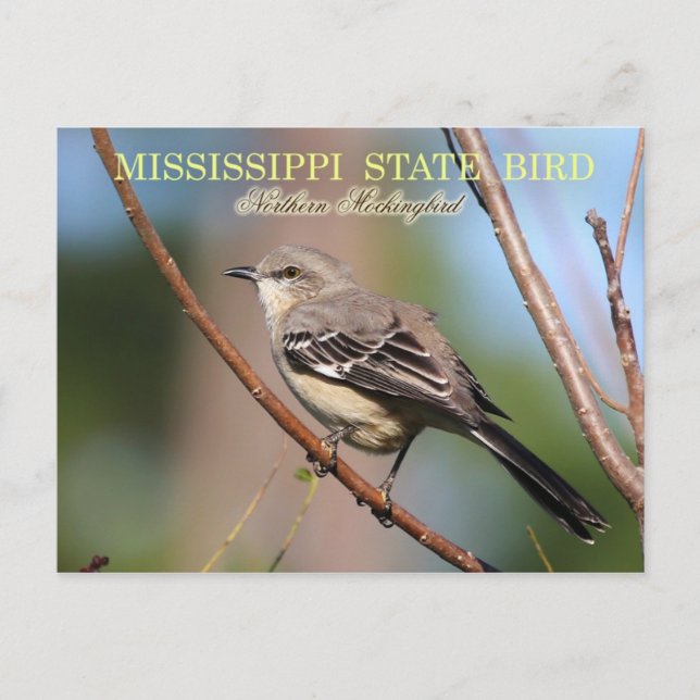 Mississippi State Bird - Northern Mockingbird Vykort (Framsida)