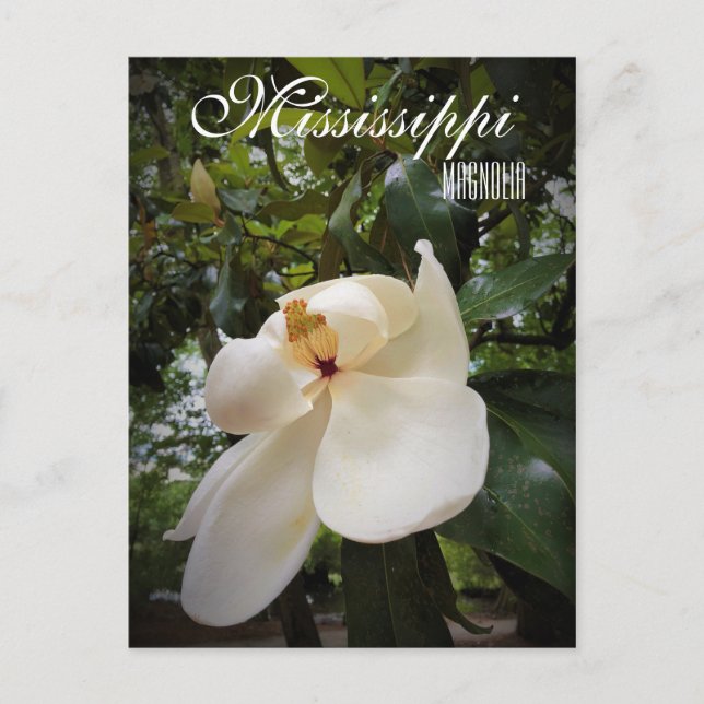 Mississippi State Flower, Magnolia Grandiflora Vykort (Framsida)