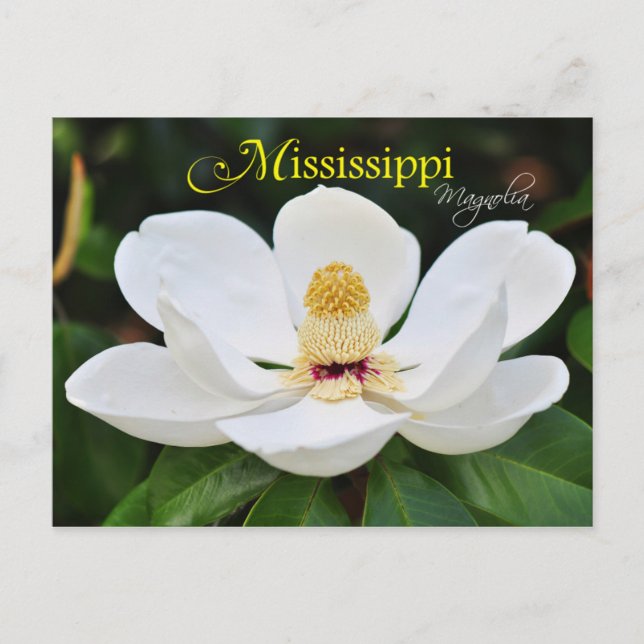 Mississippi State Flower: Magnolia Vykort (Framsida)