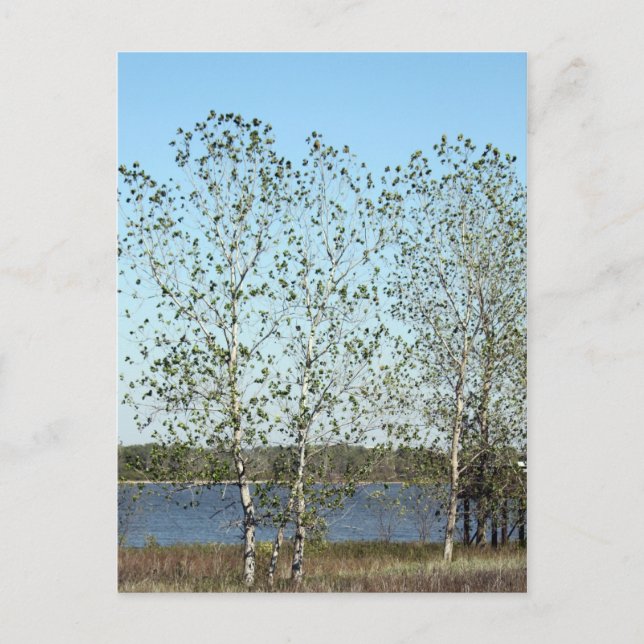 Mississippi Träd Vykort (Framsida)