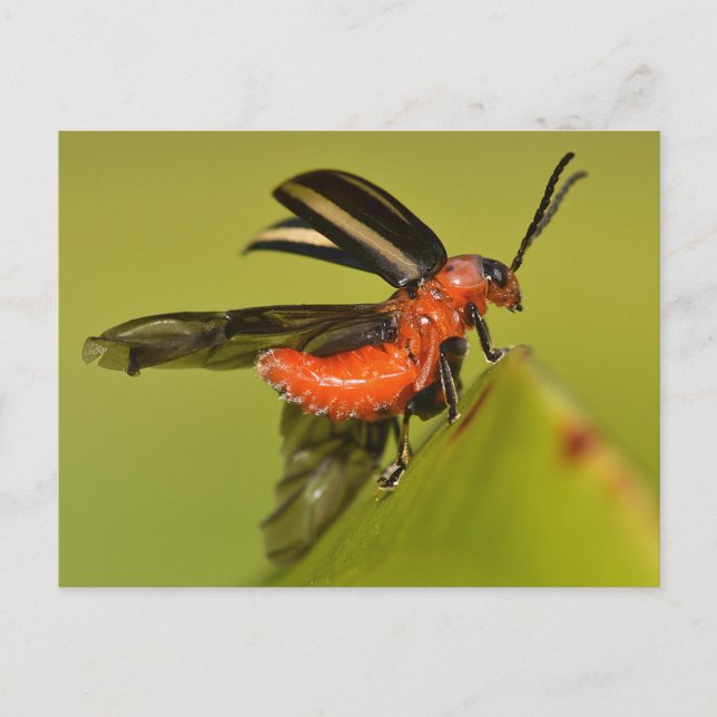 Missouri Beetle befriar Vinge. Vykort (Framsida)
