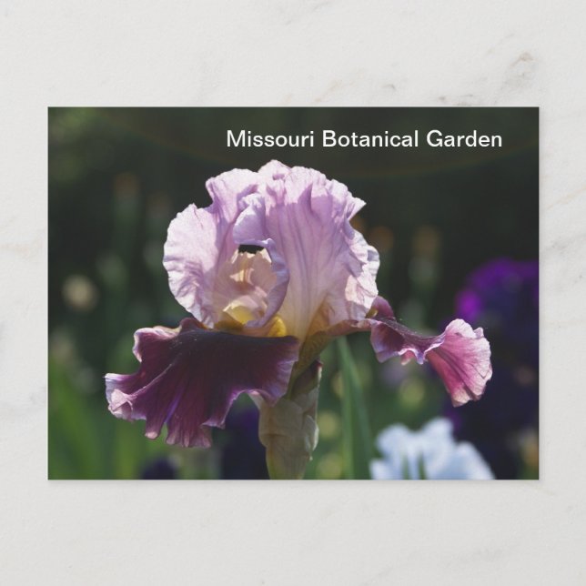 Missouri Botanical Garden-Iris Vykort (Framsida)