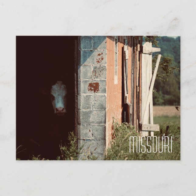 Missouri Cow-vykort Vykort (Framsida)