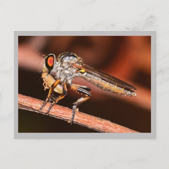 Missouri Damselfly. Vykort (Framsida)