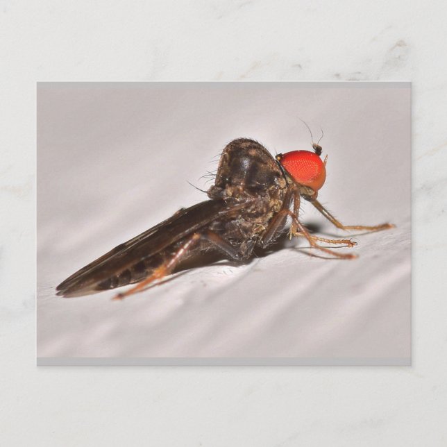 Missouri Dance Fly. Vykort (Framsida)