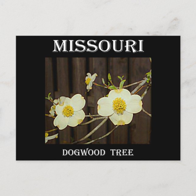 Missouri Dogwood Vykort (Framsida)