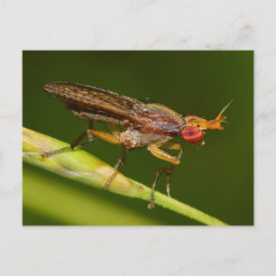 Missouri Fly. Vykort