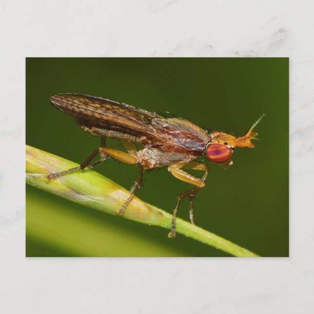 Missouri Fly. Vykort (Framsida)