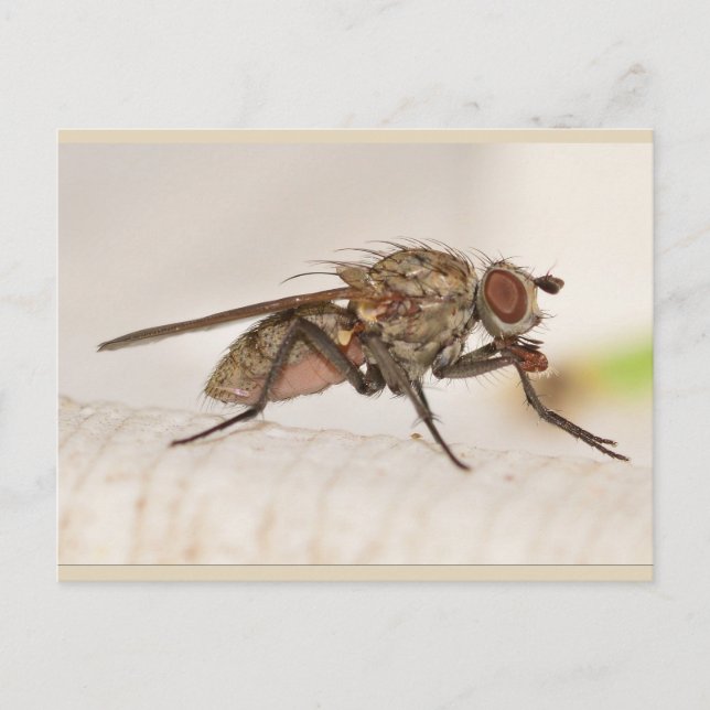 Missouri Fly. Vykort (Framsida)