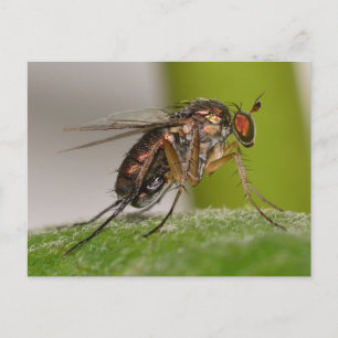 Missouri Fly. Vykort